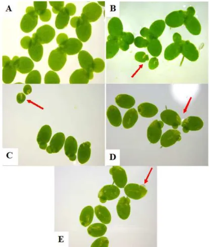 Figure  2.  Macroscopic  signs  of  phytotoxicity  of  L.  minor  fronds exposed to several concentrations of NaCl: (A) Plants  exposed  to  the  control  showing  fronds  without  visual  phytotoxicity  signs;  (B)  Beginning  of  frond  disconnection  an