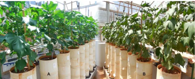 Figure 1. Soil columns on digital scales with cotton plants under well-watered conditions (A) and under  water stress (B) at the SITIS phenotyping platform