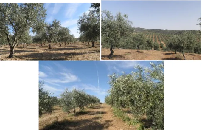 Figura 3. Em cima à esquerda: olival com cultivar Cobrançosa; à direita: olival com cultivar Negrinha de  Freixo; em baixo ao centro: olival com cultivar Cobrançosa