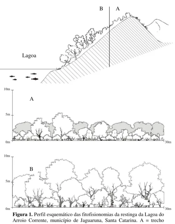 Figura 1. Perfil esquemático das fitofisionomias da restinga da Lagoa do  Arroio  Corrente,  município  de  Jaguaruna,  Santa  Catarina