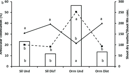 Fig. 1. Effect of the Developer plant (Silene or  Ornithopus, denoted  ‘Sil and ‘Orn’, respectively) and  soil  disturbance (Undisturbed and Disturbed soil denoted ‘Und’ and ‘Dist’, respectively) on wheat root AMF  colonisation (% AC; bars),  shoot Mn conc