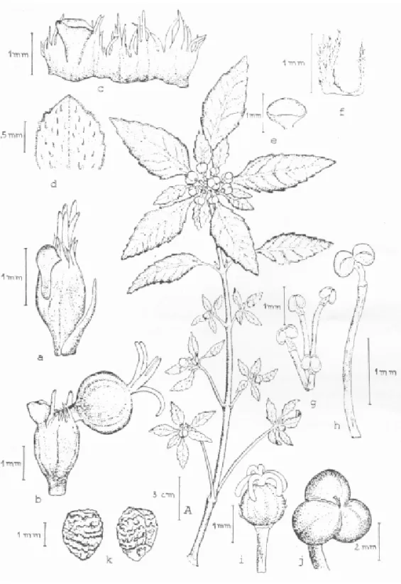FIG URA 3. Euphorhia dentata Michaux: A, rama con flores y frutos; a, ciatio joven y bráctea; b
