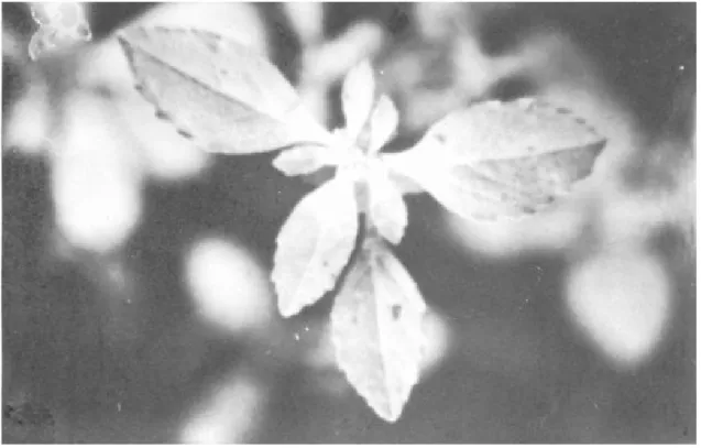FIGURA 4. Euphorbia dentata Michaux: Hipsófilos con la base blanco-cremosa y algunas manchas purpúreas