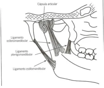 Figura  2 – Representação do ligamento esfenomandibular, ligamento pterigomandibular  e ligamento estilomandibular da ATM