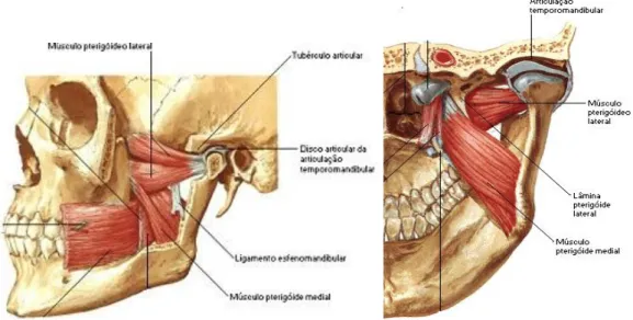 Figura  4-  Representação  do  músculo  pterigóideo  medial  e  músculo  pterigóideo  lateral  vista lateral e vista inferior respetivamente