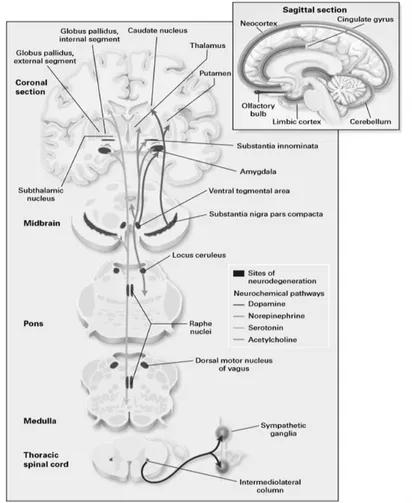 Figura 1 - Neuroanatomia do sistema nervoso (Lang &amp; Lozano, 1998). 