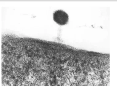 Figure 1 - Bacteriophage showing the characteristic ultra-struc- ultra-struc-ture of head and tail with tail fibers inserted into Salmonella Enteritidis membrane