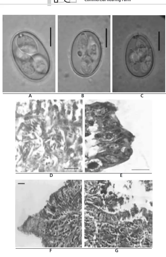 Figure 1 - Sporulated oocysts of (A) Eimeria bateri, (B) E. tsunodai and (C) E. uzura (in saturated sugar solution); Caeca of Japanese quail at the 42 nd  days, (D) Schizonts with merozoites and ileum at the 14 th  days, (E) macro and microgamonts, HE; Jej