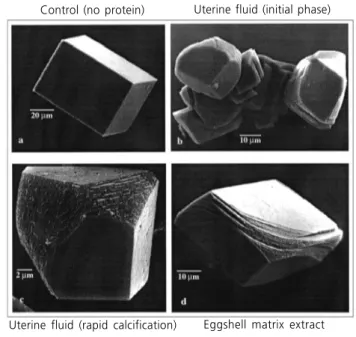 Figure  4  -  Calcite  crystalization  is  altered  by  matrix  proteins.