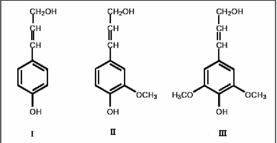 Figura 6: Álcoois percursores da lenhina: (I) álcool p-cumarílico; (II) álcool coniferílico; (III) álcool  sinapílico [40]
