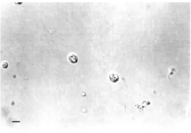 Figure  1  -  Nomarski  interference-contrast  photomicrograph.