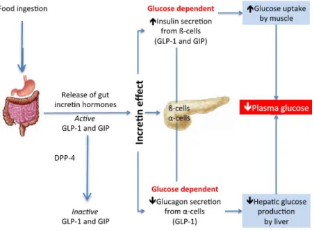 Figura  5  - Esquematização do “efeito incretina”. O GLP-1 é libertado das células  intestinais após  ingestão  alimentar,  promovendo a secreção de insulina de modo glucose-dependente