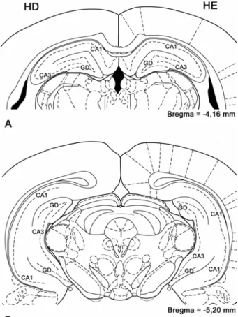 Figura 1. Desenhos esquemáticos de secções coronais dos pólos septal (A) e  temporal (B) dos hemisférios direito (HD) e esquerdo (HE) de encéfalo de rato