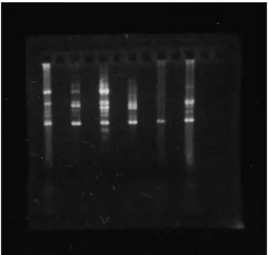 Figure 1 - RAPD-PCR patterns of Mycoplasma gallisepticum strains. From left to right: A5969, F, 6/85,  MG-TS11, MG-70 and MG-R.