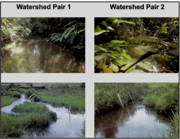 Figure 1. Photos of (top) forest and (bottom) pasture studied streams.   