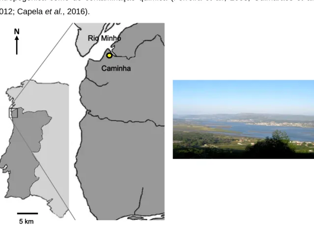 Figura 4. Local de amostragem de caranguejo verde no estuário do Rio Minho (ponto amarelo) para utilização em  ensaios laboratoriais