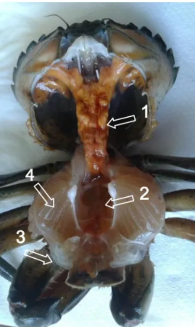 Figura 7. Órgãos internos de Carcinus maenas. 1. Glândula digestiva; 2. Gânglio; 3. Músculo; 4