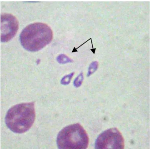 Figura  19  -  Merozoítos  de  B.  canis  livres  (setas).  Ampliação  de  1000x  (fotografia gentilmente cedida pelo Dr