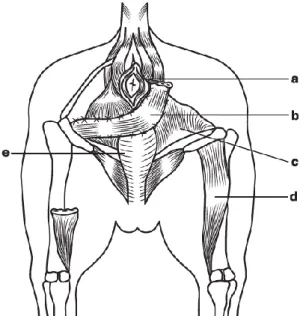 Figura 10 - Técnica da transposição do músculo  semitendinoso (para cobrir um defeito contralateral) 