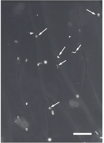 Figure 1 – Perivitelline membrane evidencing sperm nuclei (arrow) labeled with DAPI  and observed under fluorescence microscope
