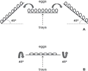 Figure 3 – Egg turning in vertical (A) and horizontal (B) incubators (adapted from  Alvarado Mora, 2008)