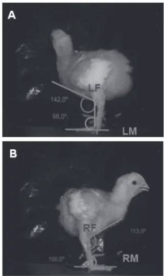 Figure 1 – Frontal Image of Chicken. FF angle between the Tibia and Femur; FM: angle  between the medial malleolus (distal portion of Tibia) and the center of the foot.