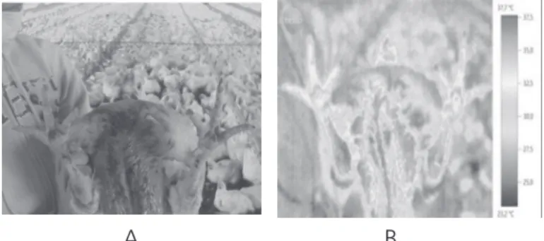 Figure 1 – Images of a sound broiler using a regular camera (A) and an infrared  thermal camera (B).