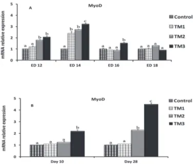 Figure 4 – The effect of thermal manipulation (TM) during embryogenesis on myogenin  gene expression during embryonic days 12-18 (A) and posthatch days 10 and 28 (B) (n 