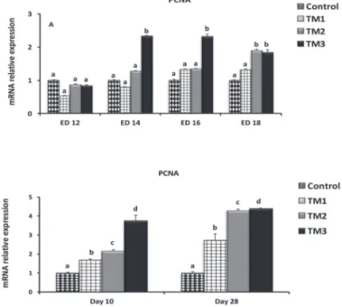 Figure 6 – The effect of thermal manipulation (TM) during embryogenesis on Pax7  gene expression during embryonic days 12-18 (A) and posthatch days 10 and 28 (B)  (n = 20)