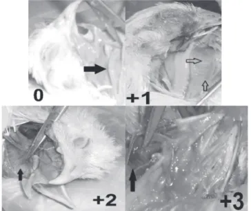 Figure 4 – Hemorrhagic lesions in the lymphoid aggregates  of intestine which only observed in serosal (A) and mucusal  (B) surfaces of intestines in positive control group (group 7).