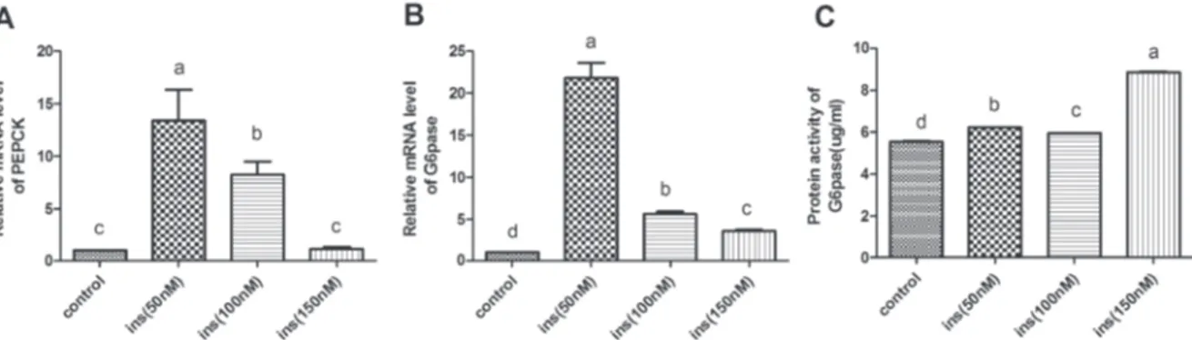 Figure 1 – Effects of different insulin concentrations on the expression of PEPCK and G6Pase