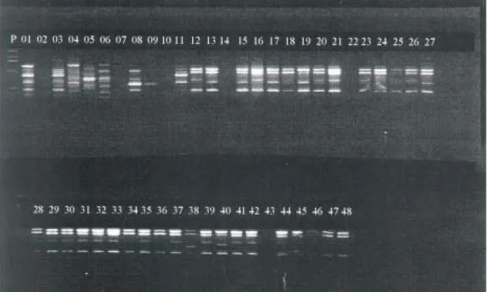 Figure 1 - RAPD markers obtained by fragmented genomic DNA from Commelina populations, after reaction with J13 sequence primer