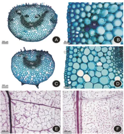 Figure 1 - Leaves of Lantana camara (A, B and E) and Lantana radula (C, D and F). A to D-Cross section of the distal region of the stained petioles.E and F- Leaf clearing of the leaf blades showing venation