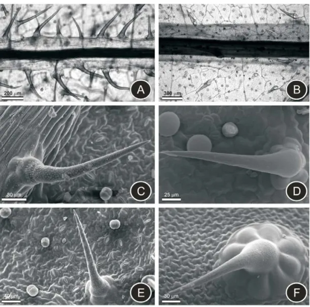 Figure 3 - Nonglandular trichomes of Lantana camara and Lantana radula. A, C and E – L