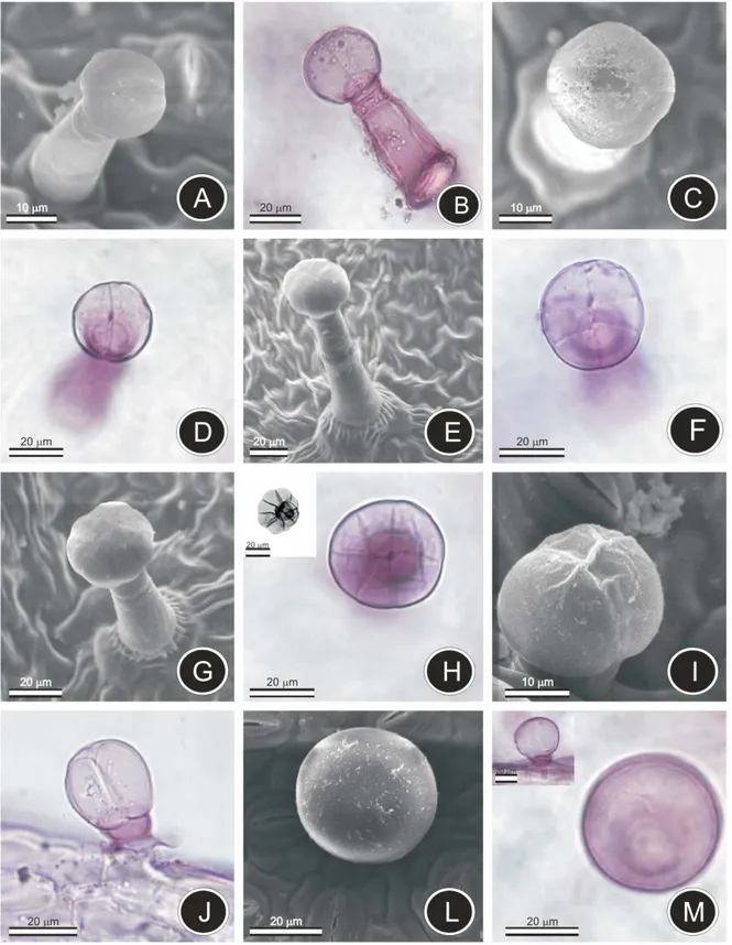 Figure 4 - Types of glandular trichomes in Lantana camara. A, C, E, G, I, L-Scanning electron microscopy (SEM) B, D, F, H, J, M–