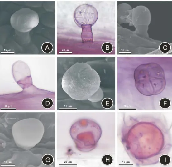 Figure 5 - Types of glandular trichomes in Lantana radula. A, C, E and G - Scanning electron microscopy (SEM)