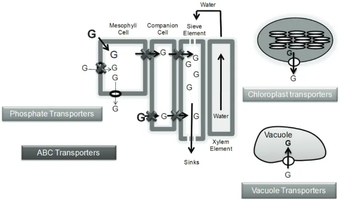 Figure 1 - Proposed Modified Phosphate-Carrier Theory explaining the glyphosate resistance mechanism due to reduced translocation, possibly mediated by different phosphate-carrier proteins