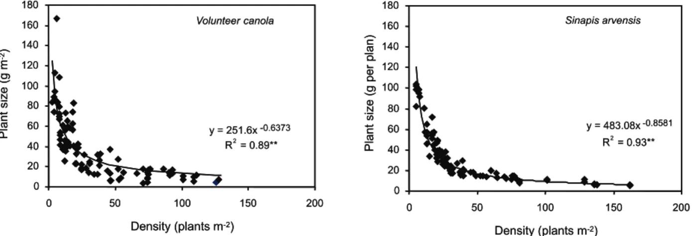 Figure 3 - Plant size (g per plant) as a function of plant density (plants m -2 ) in volunteer canola and Sinapis arvensis.
