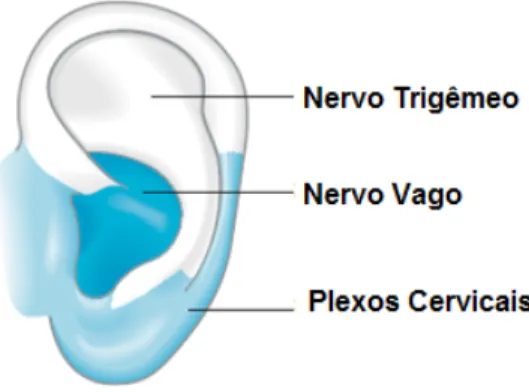 Figura 4 - Representação esquemática da inervação pelos pares cranianos do pavilhão auricular (51)