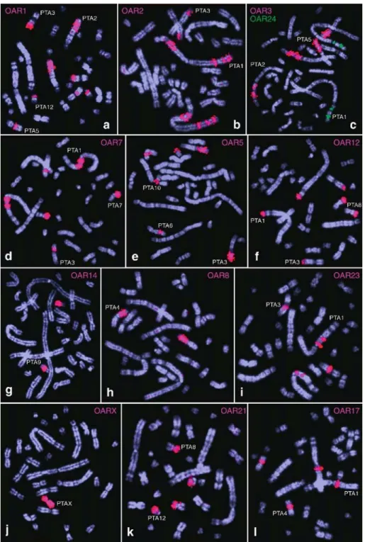 Figure  1.  Representative  FISH  signals  of  cross-species in-situ hybridization  experiments  with  sheep  (OAR)  chromosome-specific painting  probes  to  Arizona  collared  peccary  (PTA)  chromosomes (aYl)