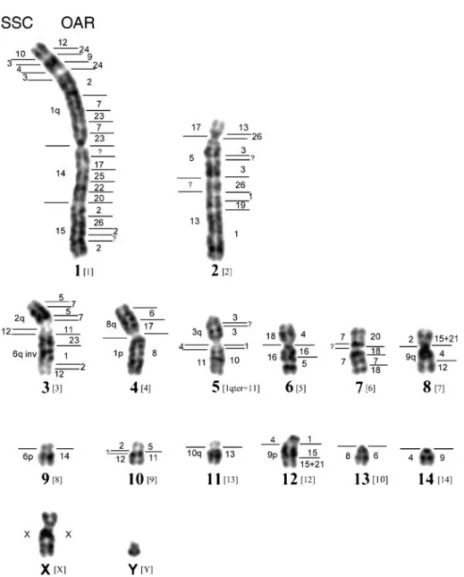 Figure  3.  Comparative  genome  map  of  the  collared  peccary  from  Arizona (PTAar) displaying the  chromosomal  homologies to  sheep  and  domestic  pig  chromosomes  in  the  haploid  karyotype  of  the  GTG-banded  PTAar    chromosomes