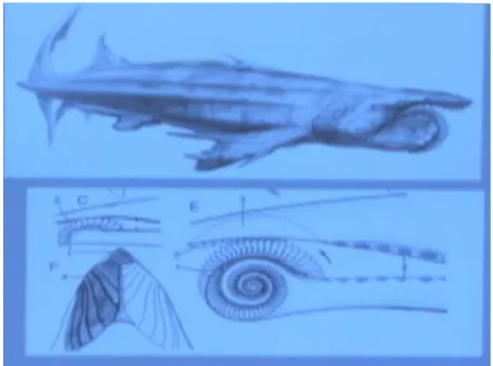 Figura 1- Imagem de Helicoprion apresentada na videoaula 2