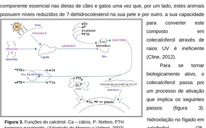 Figura 3. Funções do calcitriol. Ca – cálcio, P- fósforo, PTH  hormona paratiroide. (Adaptado de Morrow e Volmer, 2002)