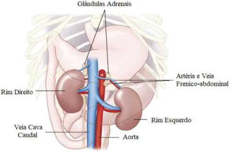 Figura  1-  Localização  anatómica  das  glândulas  adrenais  e  estruturas  associadas  no  cão