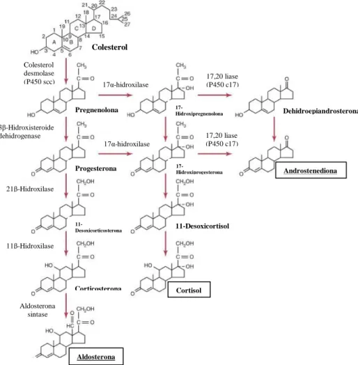 Figura 3- Esquema das principais vias de biossíntese de esteroides adrenais. (Feldman et al.,  2015)  Colesterol Colesterol desmolase (P450 scc)  17α-hidroxilase  17,20 liase  (P450 c17) 