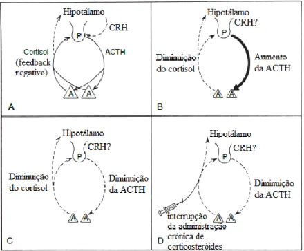 Figura 5- Representação esquemática do eixo Hipotálamo-Hipófise-Adrenal (Ettinger  et al.,  2017) 