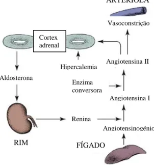 Figura 6- Representação esquemática do Sistema Renina-Angiotensina (Feldman et al., 2015) 