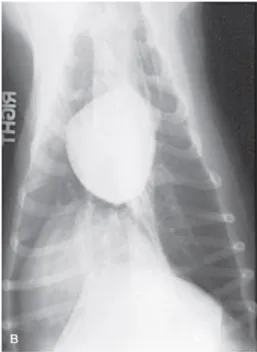 Figura 7- Raio X Latero-Lateral (A) e Ventro-Dorsal (B) de um cão com hipoadrenocorticismo  em  que  é  evidente  uma microcardia e  diminuição  da  vasculatura  pulmonar