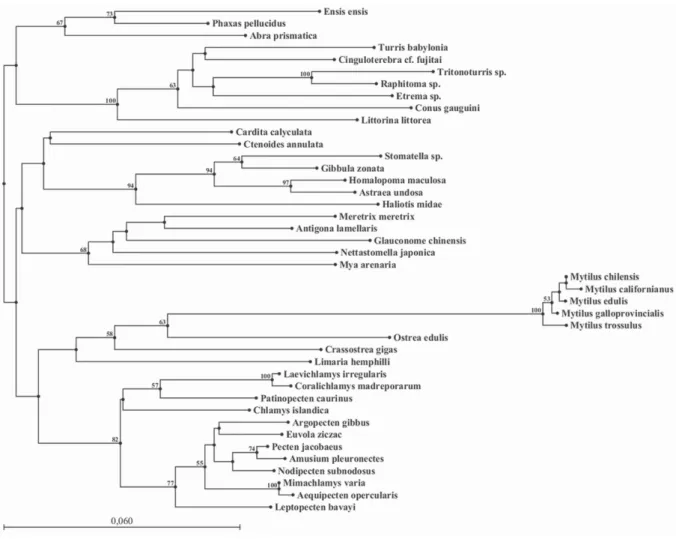Fig.  2. The  phylogenetic  relationships  among  different  molluscan  species,  as  analysed  by  the  Neighbour-  Joining method