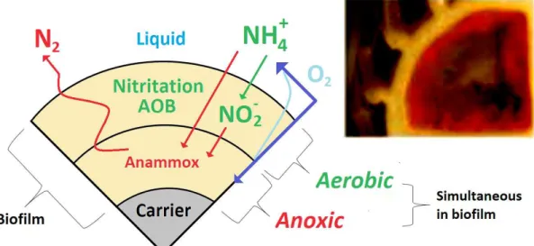 Figure 4. Anammox bacteria in biofilm (Source: Seyfried et al., 2001). 